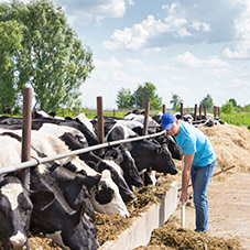 Ranch Work Gloves